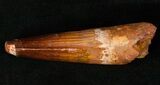 Quality Spinosaurus Tooth - Great Enamel #16558-2
